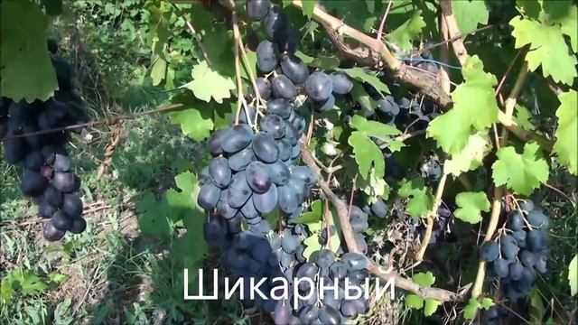 Шикарный