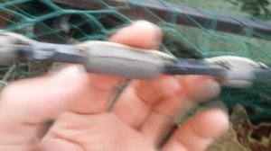 раколовка своими руками ЗА 2 ЧАСА 2 ВЕДРА РАКОВ ОЧЕНЬ ПРОСТО И ЕФЕКТИВНО