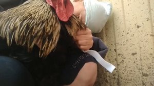 Петух громко кукарекает что делать