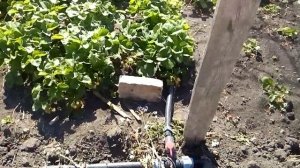 Полив туман на клубнике 1
