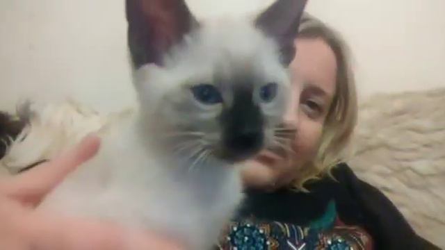 Тайские котята