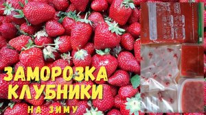 ЗАМОРОЗКА КЛУБНИКИ НА ЗИМУ