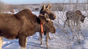 Братство лосей