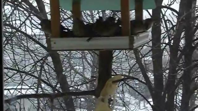 Кормление птиц зимой. Воробьи, синицы, дятлы.