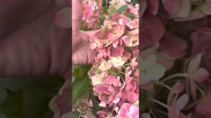 Гортензия метельчатая Endless Summer blooshing Bride от ПИТОМНИК-ГОРТЕНЗИЙ.РФ ☎️8-926-645-46-99