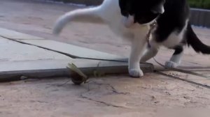 Приколы с кошками - кот ботаник