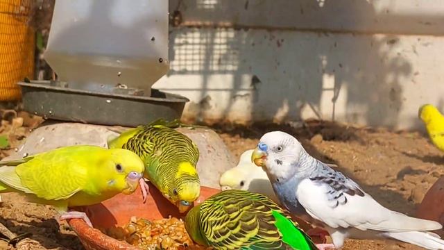 Budgies eating wheat | breeding formula for birds #birds #budgies #nature смотреть онлайн