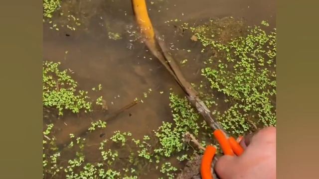#2 Amazing fishing Big Eel And Night Time Catching eel fish onthe rice field/PrimitivesASTTechnolog смотреть онлайн