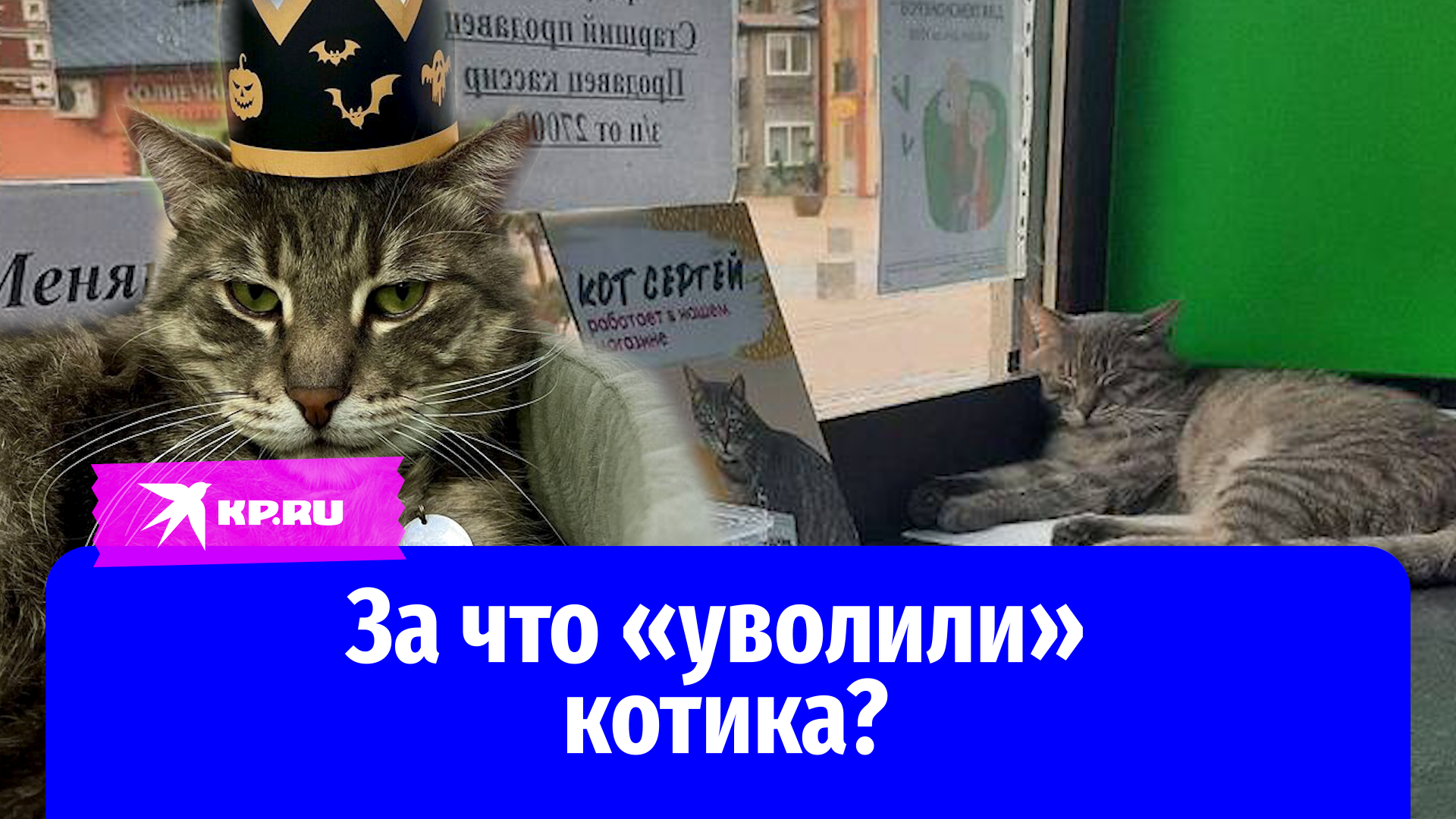 Котик давай посмотрим котиков. Котик давай посмотрим котиков