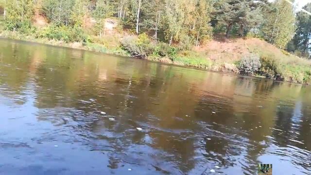 нахлыст ловля хариуса и головля в тверской области смотреть онлайн