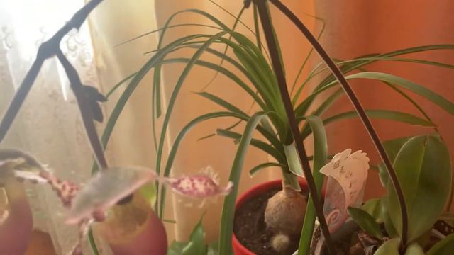 Цвітіння орхідеї Paphiopedilum Pinocchio з нової розетки.