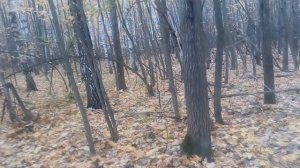 Охота на зайца-беляка с русской гончей по чернотропу. Октябрь 2018.