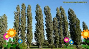 Тополь дельтовидный Италика. Краткий обзор, описание характеристик populus deltoides Italica