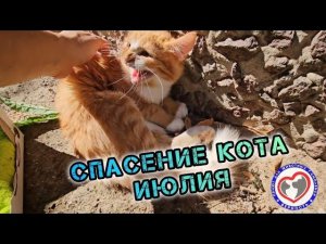 Спасение кота ИЮЛИЯ