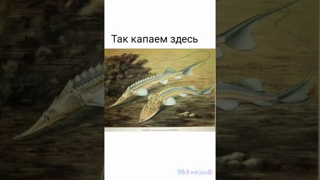 #обыкновенный и белый лопато нос#смешные  картинки#раки