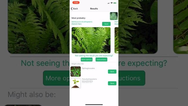 PlantSnap identifies an ostrich fern (Matteuccia struthiopteris)