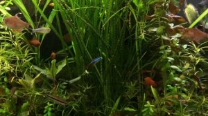 Кринум каламистратум