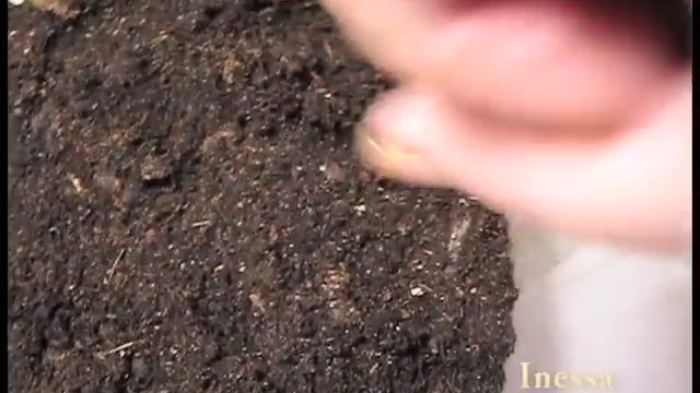 Гацания (газания).  Сажаем семена на рассаду. Seeds gatsanii.