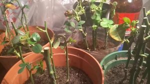 Черенки Роз.Чем нарастить корни ?