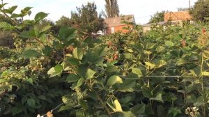 Малина Зюгана 6 09 19