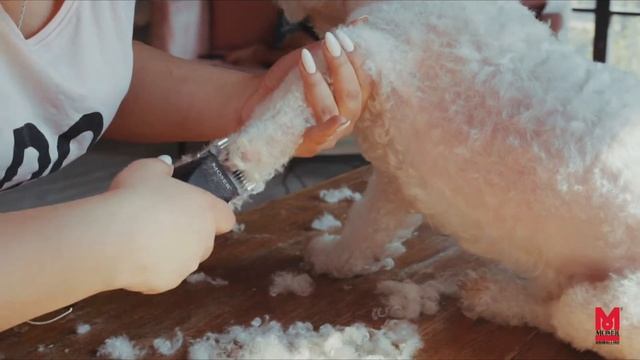 Как стричь собаку — полная стрижка и обслуживание машинки