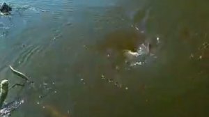 Самый большой водоворот в мире