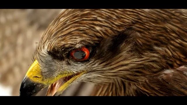 "Цыплёнок и одуванчики" смотреть онлайн