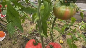Новинки сортов томатов . АВгуст 2023 г, Продолжение обзора по теплицам. Часть 3