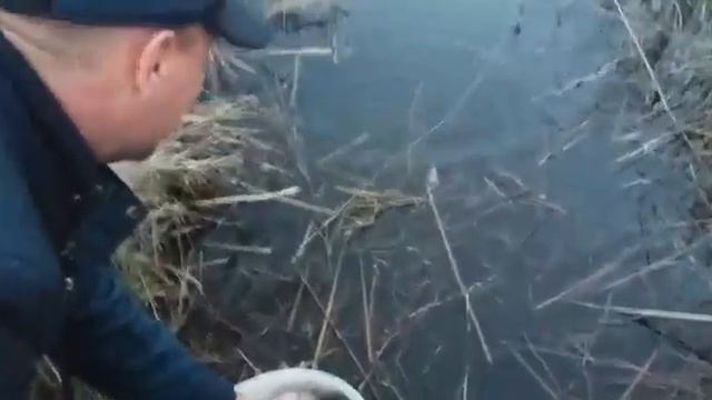 Зарыбление карасиками р.Тобол, мост КЖБИ смотреть онлайн