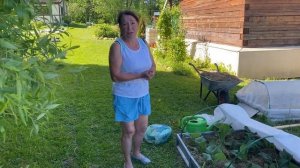 Как замульчировать капусту и защитить ее от вредителей!