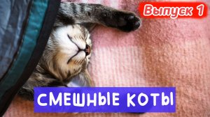 ПРОТРИКОТА ВЫПУСК 1. ЭТИ СМЕШНЫЕ КОТЫ 😂