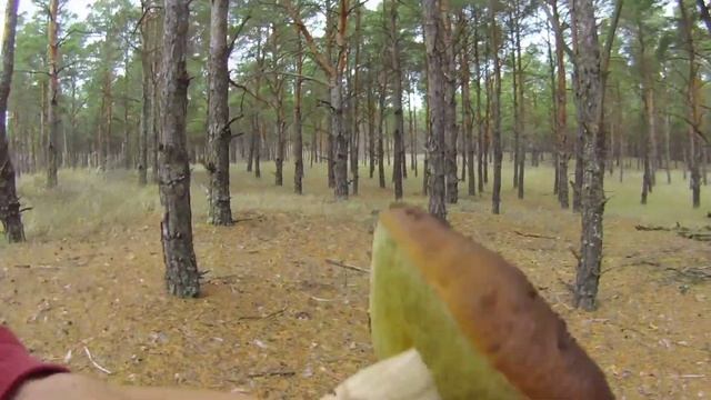 Поход за белыми грибами советы от Виталия зелёного смотреть онлайн