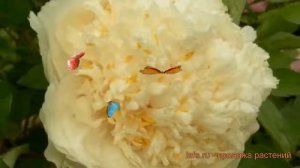 Пион древовидный Яо'с Йеллоу (paeonia suffruticosa) ? обзор: как сажать, саженцы пиона Яо'с Йеллоу