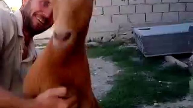 Ахвах коза дереза смотреть онлайн