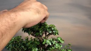 Trimming for Ramification on a portulacaria afra - Little Jade Bonsai