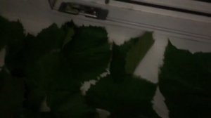 Чем кормить дегу?/Правильное питание для дегу