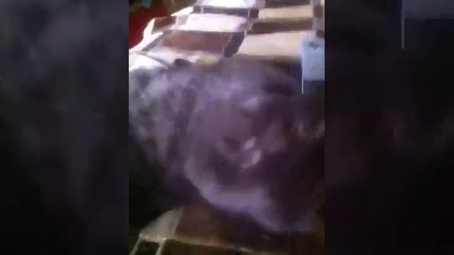 Маркиз кусается и жует волосы моей куклы!😁 смотреть онлайн