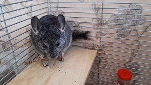 Шиншилла, Шуша.