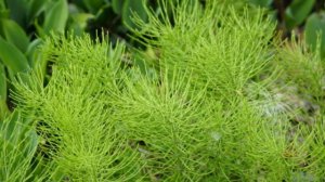 Что можно и что нельзя при боли в почках. Народная медицина. Целитель. Доктор. Аптека.