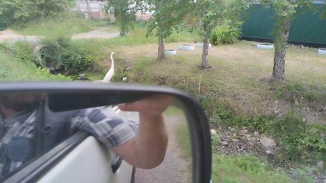 цапля