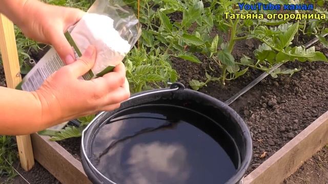 Важная ПОДКОРМКА ТОМАТОВ во время цветения! Уход в июне для увеличения урожая! смотреть онлайн