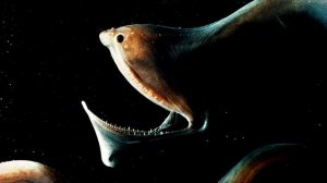 Самые Странные и Редкие Морские Существа! Удивительные Подводные Обитатели Невероятные Рыбы