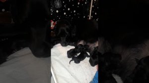 Роды лабрадора 5 часть