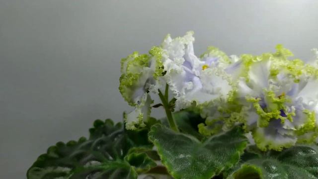 Фиалка РМ-Лориана. смотреть онлайн