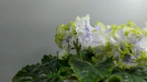 Фиалка РМ-Лориана.