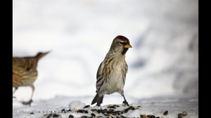 Птицы на кормушке в Яйлю