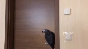 Попугай ругается матом