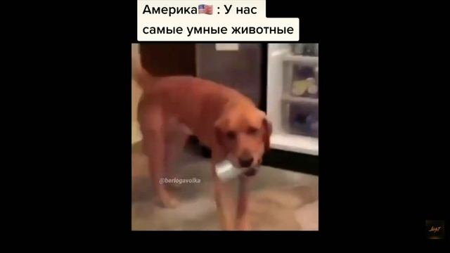 Животные Америки ?? и России ?? смотреть онлайн