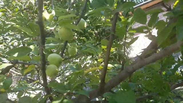 Абрикос, персик, яблоко, и апорт. смотреть онлайн