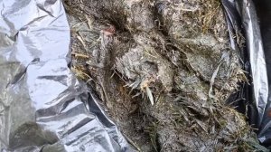 Бесплатное удобрение для голубики...